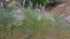 Stipagrostis hirtigluma