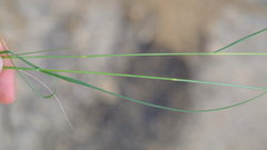 Stipagrostis hirtigluma