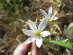 Ornithogalum ponticum