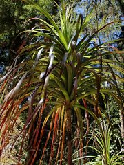 Dracophyllum elegantissimum