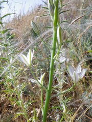 Ornithogalum ponticum