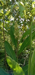 Alpinia galanga