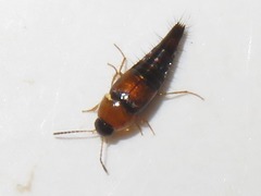 Tachyporus dispar