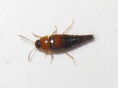 Tachyporus dispar
