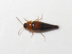Tachyporus dispar