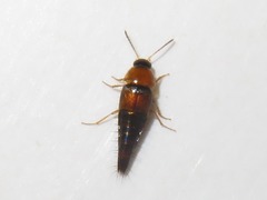 Tachyporus dispar
