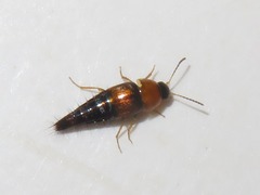 Tachyporus dispar