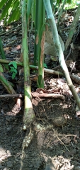 Alpinia galanga