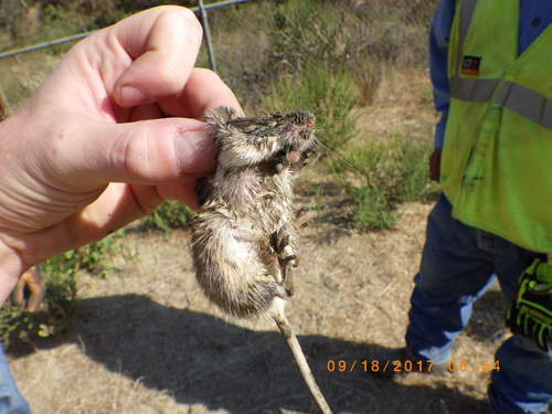 California Pocket Mouse