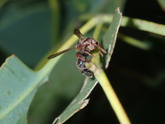 Ropalidia plebeiana