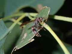 Ropalidia plebeiana