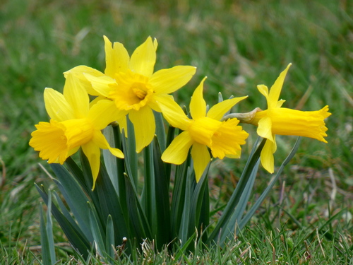 Narcissus Eugeniae · Inaturalist