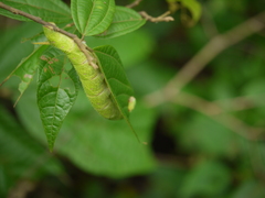 Marumba dyras