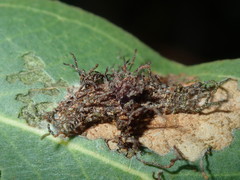 Hypertropha