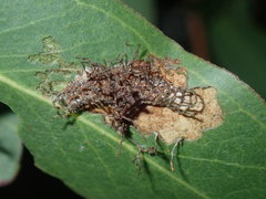 Hypertropha