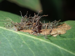 Hypertropha