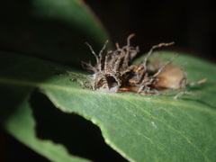 Hypertropha