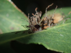 Hypertropha