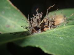 Hypertropha