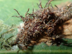 Hypertropha