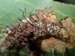 Hypertropha