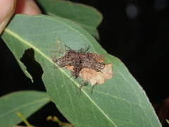Hypertropha