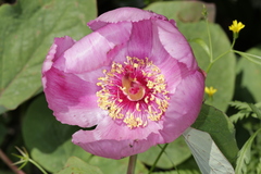 Paeonia coriacea