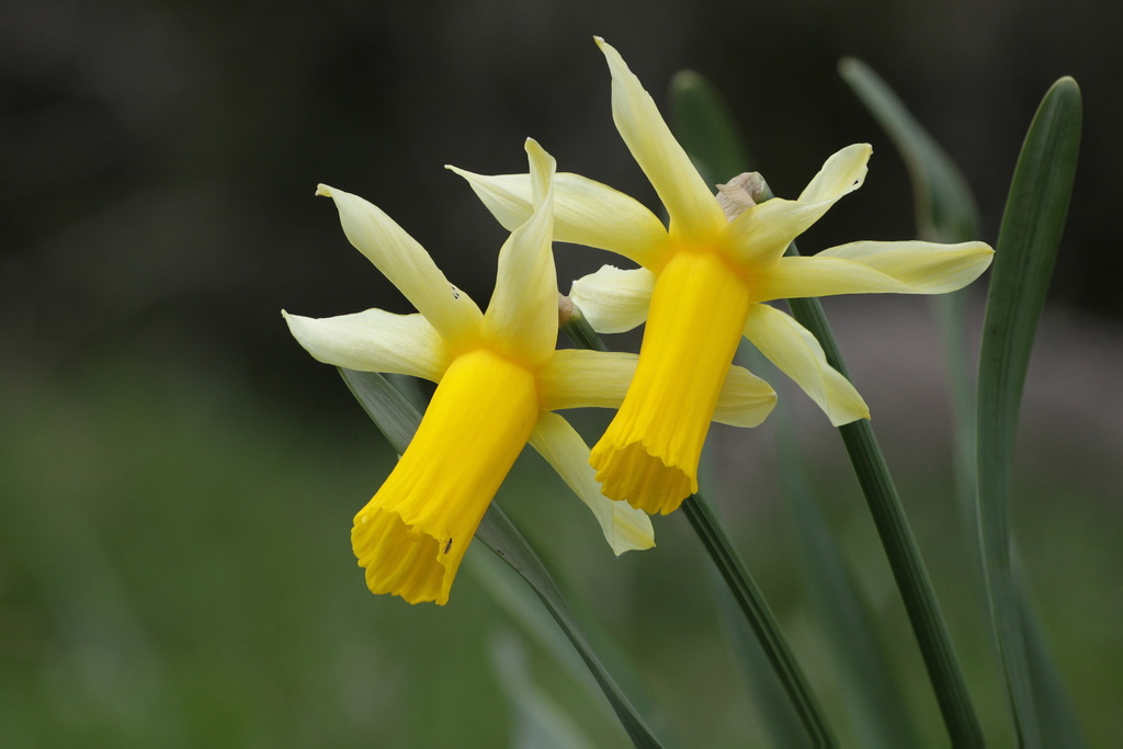 Narcissus abscissus · iNaturalist