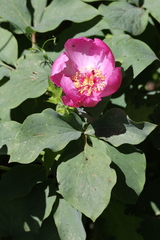Paeonia coriacea