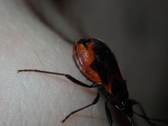 Dindymus circumcinctus