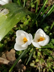 Crocus