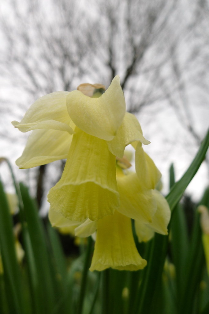 Narcissus moleroi