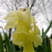 Narcissus moleroi - Photo (c) Xavier Béjar,  זכויות יוצרים חלקיות (CC BY-NC-SA)