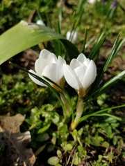 Crocus