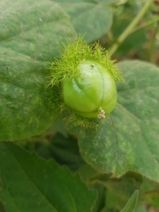 Passiflora foetida