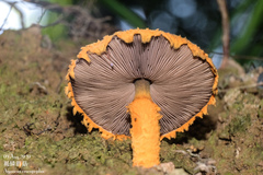 Agaricus crocopeplus