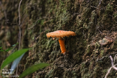Agaricus crocopeplus