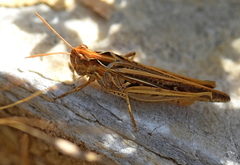 Chorthippus maritimus maritimus