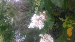 Ligustrum sinense