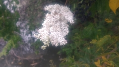Ligustrum sinense