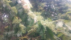 Ligustrum sinense
