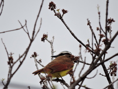 Pitangus sulphuratus