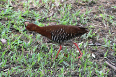 Rallina fasciata