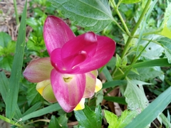 Curcuma zedoaria