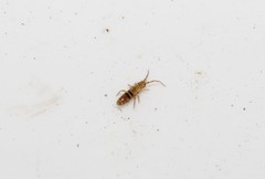 Orchesella bifasciata
