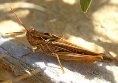 Chorthippus maritimus maritimus