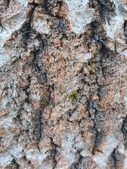 Trentepohlia umbrina