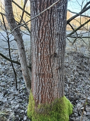 Trentepohlia umbrina