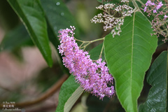 Callicarpa nudiflora