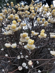 Edgeworthia chrysantha